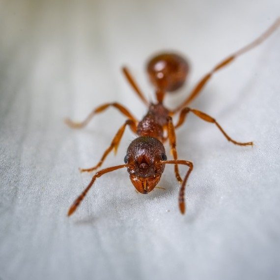 Field Ants, Pest Control in Rickmansworth, Chorleywood, Croxley Green, WD3. Call Now! 020 8166 9746