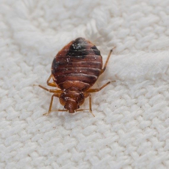 Bed Bugs, Pest Control in Rickmansworth, Chorleywood, Croxley Green, WD3. Call Now! 020 8166 9746