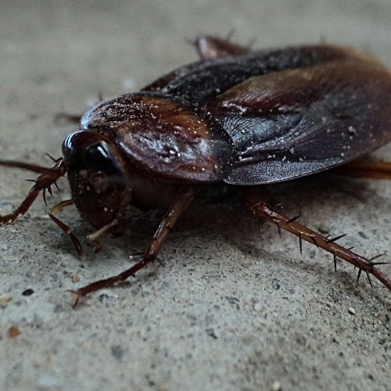Cockroaches, Pest Control in Rickmansworth, Chorleywood, Croxley Green, WD3. Call Now! 020 8166 9746