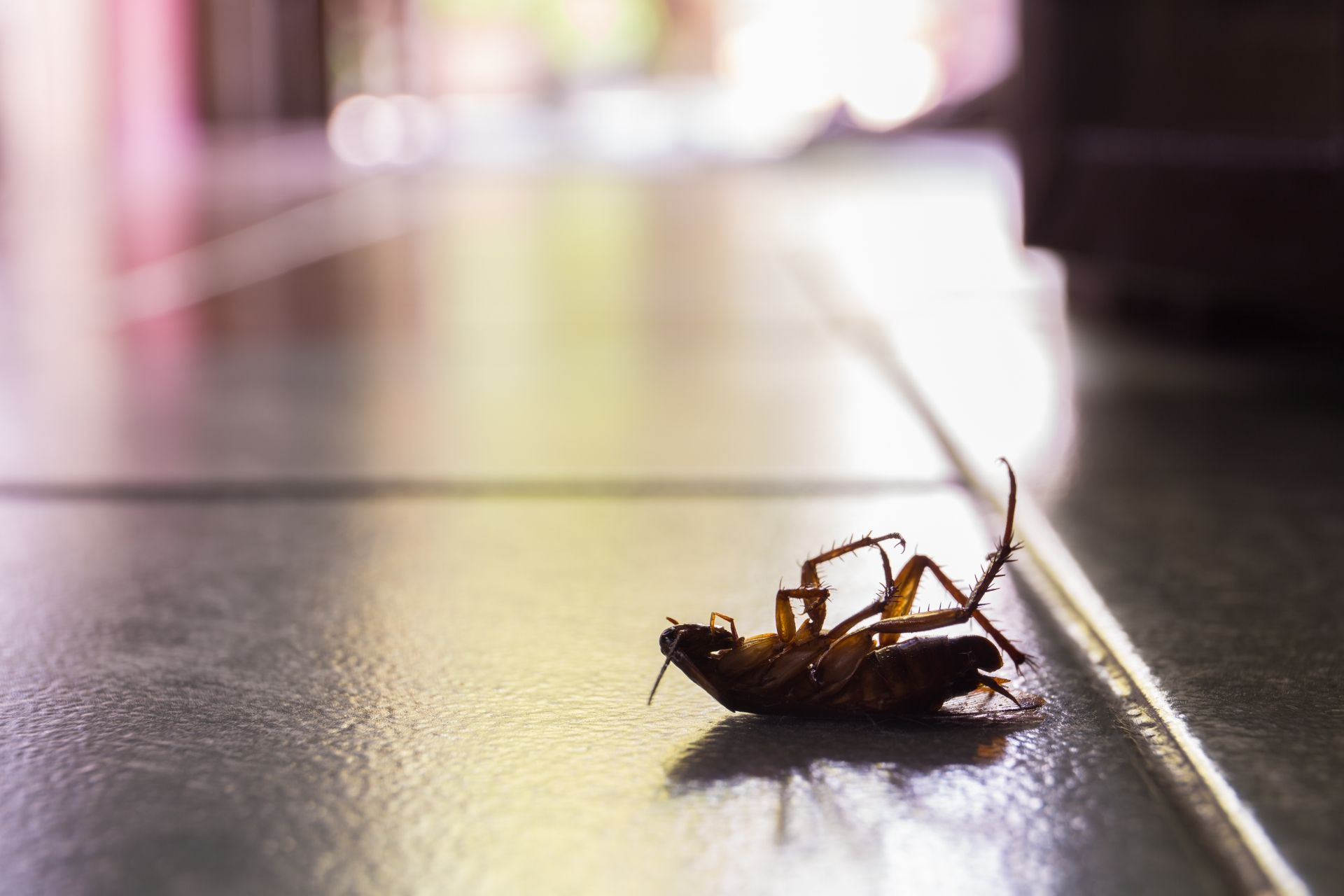 Cockroach Control, Pest Control in Rickmansworth, Chorleywood, Croxley Green, WD3. Call Now 020 8166 9746