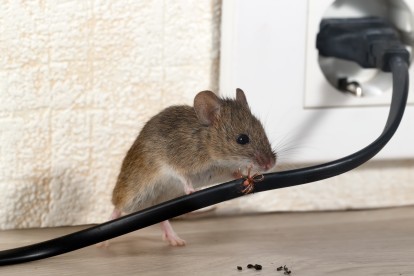 Pest Control in Rickmansworth, Chorleywood, Croxley Green, WD3. Call Now! 020 8166 9746