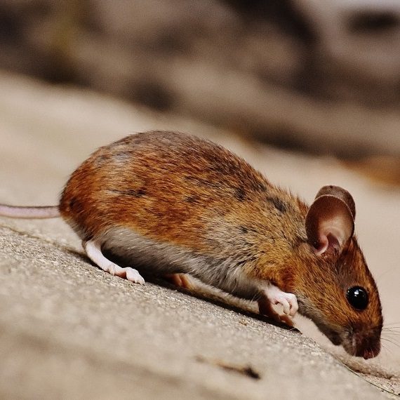 Mice, Pest Control in Rickmansworth, Chorleywood, Croxley Green, WD3. Call Now! 020 8166 9746