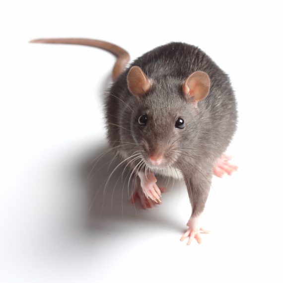 Rats, Pest Control in Rickmansworth, Chorleywood, Croxley Green, WD3. Call Now! 020 8166 9746