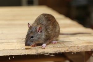 Rodent Control, Pest Control in Rickmansworth, Chorleywood, Croxley Green, WD3. Call Now 020 8166 9746