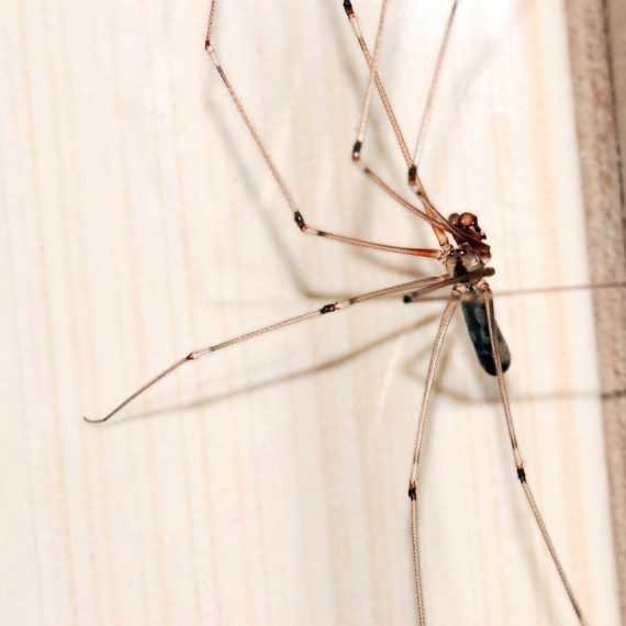 Spiders, Pest Control in Rickmansworth, Chorleywood, Croxley Green, WD3. Call Now! 020 8166 9746