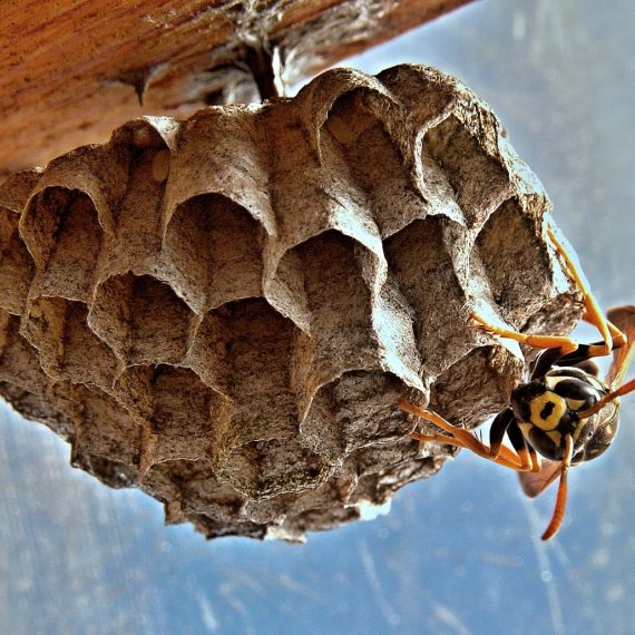 Wasps Nest, Pest Control in Rickmansworth, Chorleywood, Croxley Green, WD3. Call Now! 020 8166 9746