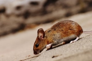 Mouse extermination, Pest Control in Rickmansworth, Chorleywood, Croxley Green, WD3. Call Now 020 8166 9746