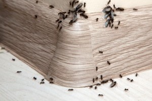 Ant Control, Pest Control in Rickmansworth, Chorleywood, Croxley Green, WD3. Call Now 020 8166 9746