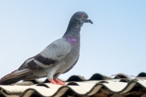 Pigeon Pest, Pest Control in Rickmansworth, Chorleywood, Croxley Green, WD3. Call Now 020 8166 9746